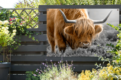 Tuinposter - Schotse Hooglander - Dieren - Bruin - Koe - Zwart - Wit - Natuur - Liggend-2