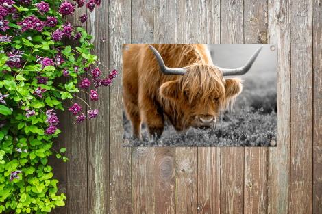 Tuinposter - Schotse Hooglander - Dieren - Bruin - Koe - Zwart - Wit - Natuur - Liggend-thumbnail-4