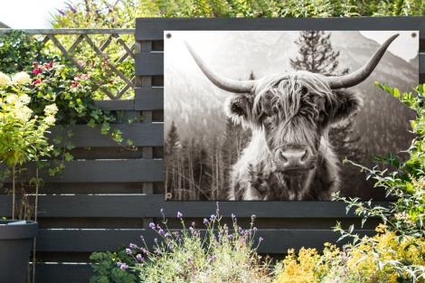 Tuinposter - Schotse hooglander - Koe - Dieren - Zwart - Wit - Liggend-2