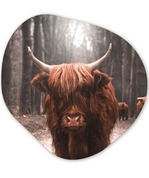 Organisch schilderij - Schotse hooglander - Dieren - Koeien