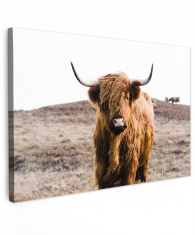 Canvas schilderij - Schotse hooglander - Landschap - Koe - Bruin - Dieren - Natuur