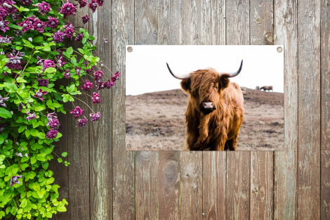 Tuinposter - Schotse hooglander - Landschap - Koe - Bruin - Dieren - Natuur - Liggend-thumbnail-4