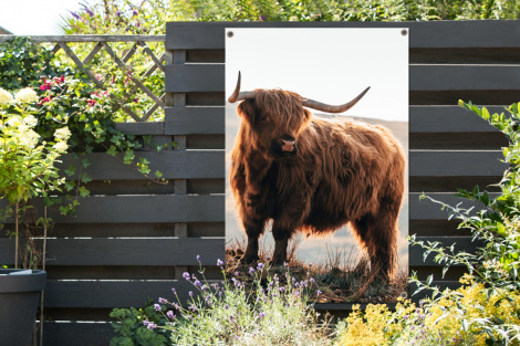Tuinposter - Schotse hooglander - Dieren - Landelijk - Landschap - Koe - Natuur - Staand-2