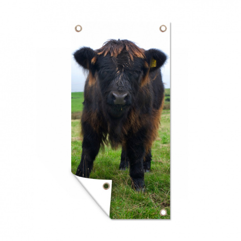 Tuinposter - Schotse hooglander - Koeien - Natuur - Groen - Gras - Staand-1