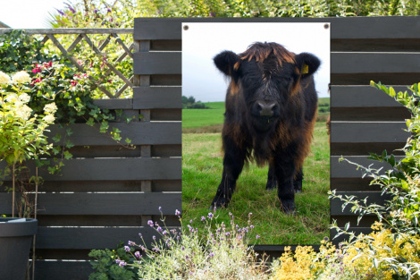 Tuinposter - Schotse hooglander - Koeien - Natuur - Groen - Gras - Staand-thumbnail-2