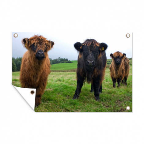 Tuinposter - Schotse hooglander - Koeien - Natuur - Groen - Gras - Liggend-thumbnail-1