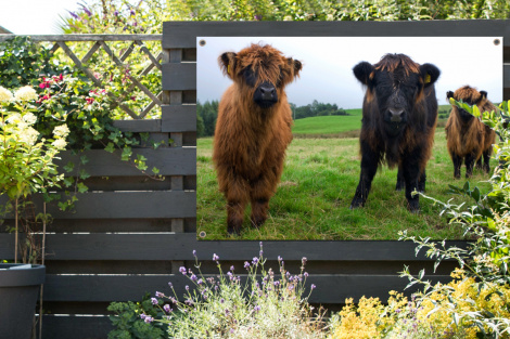 Tuinposter - Schotse hooglander - Koeien - Natuur - Groen - Gras - Liggend-2
