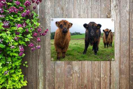 Tuinposter - Schotse hooglander - Koeien - Natuur - Groen - Gras - Liggend-4
