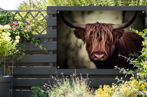 Tuinposter - Schotse hooglander - Licht - Portret - Natuur - Liggend-2