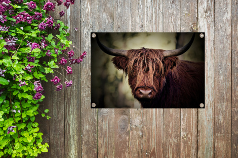 Tuinposter - Schotse hooglander - Licht - Portret - Natuur - Liggend-thumbnail-4