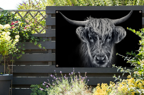 Tuinposter - Schotse hooglander - Zwart - Koe - Dieren - Liggend-thumbnail-2
