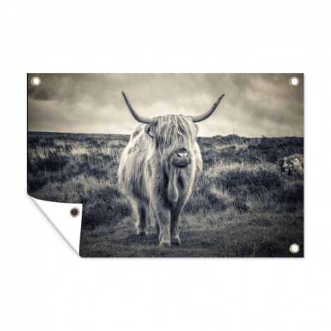 Tuinposter - Schotse hooglander - Dieren - Wolken - Koe - Natuur - Liggend