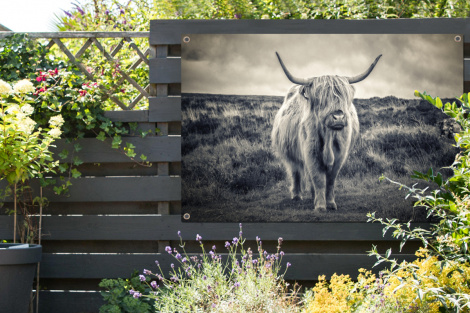 Tuinposter - Schotse hooglander - Dieren - Wolken - Koe - Natuur - Liggend-thumbnail-2