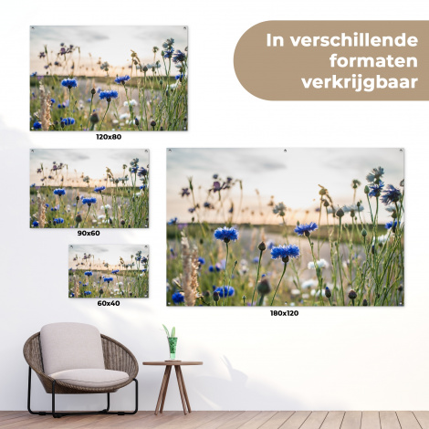 Tuinposter - Korenbloemen in het avondlicht-5