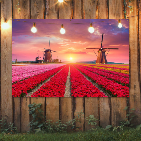 Tuinposter - Tulpenvelden met windmolens bij zonsondergang-2