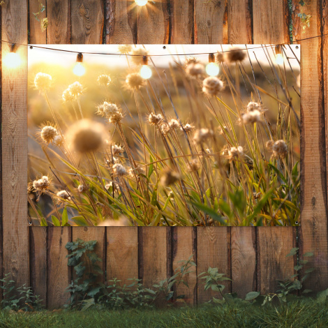 Tuinposter - Verlichte zaadhoofden in de avondzon-2