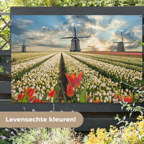 Tuinposter - Windmolens en tulpenvelden bij zonsopgang-7