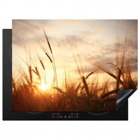 Herdabdeckplatte - Schilf - Gras - Sonnenuntergang - Natur - Horizont