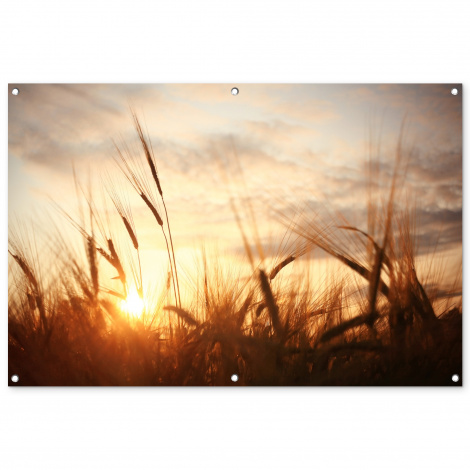 Outdoor Poster - Schilf - Gras - Sonnenuntergang - Natur - Horizont - Horizontal-1