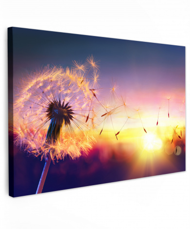 Leinwandbild Löwenzahn Blumen Sonnenuntergang Horizont Nacht