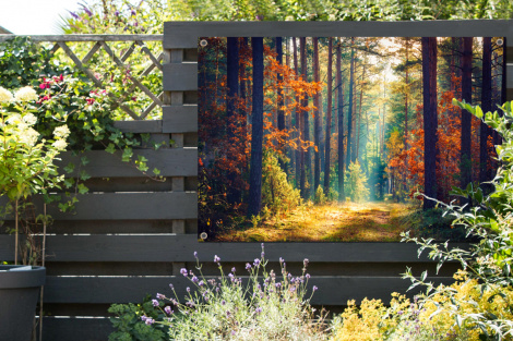 Outdoor Poster - Wald - Sonne - Natur - Herbst - Horizontal-2