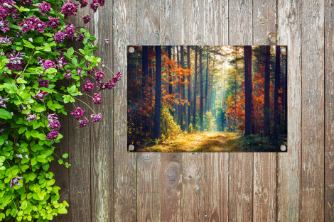 Outdoor Poster - Wald - Sonne - Natur - Herbst - Horizontal-thumbnail-4