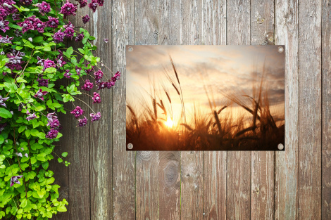 Outdoor Poster - Schilf - Gras - Sonnenuntergang - Natur - Horizont - Horizontal-4