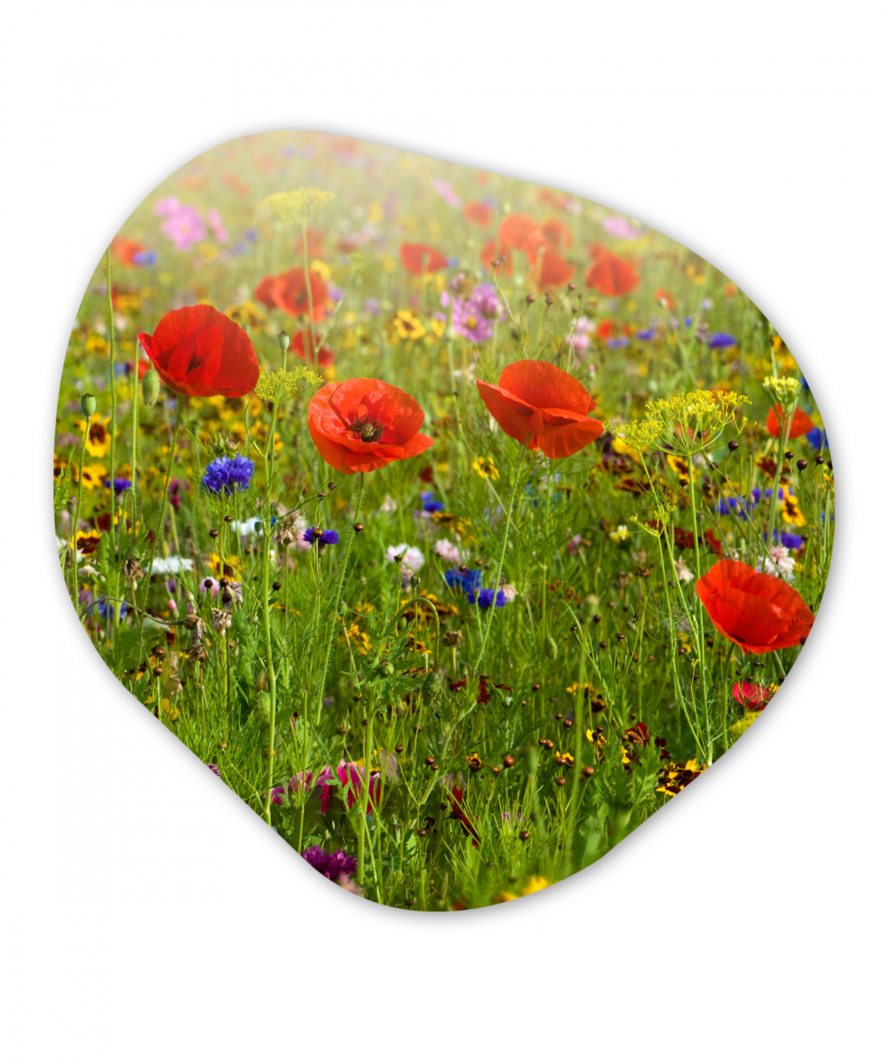 Organisch schilderij - Lente - Bloemen - Kleur
