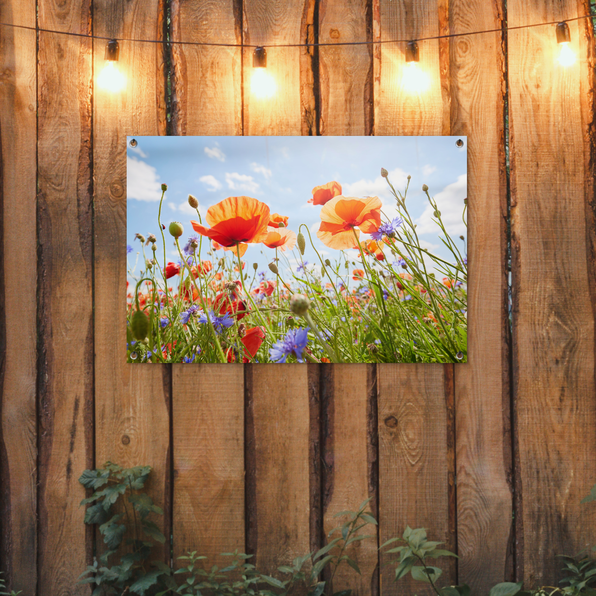 Outdoor Poster - Blumen - Mohn - Frühling - Natur - Rot - Blau - Vertikal-2