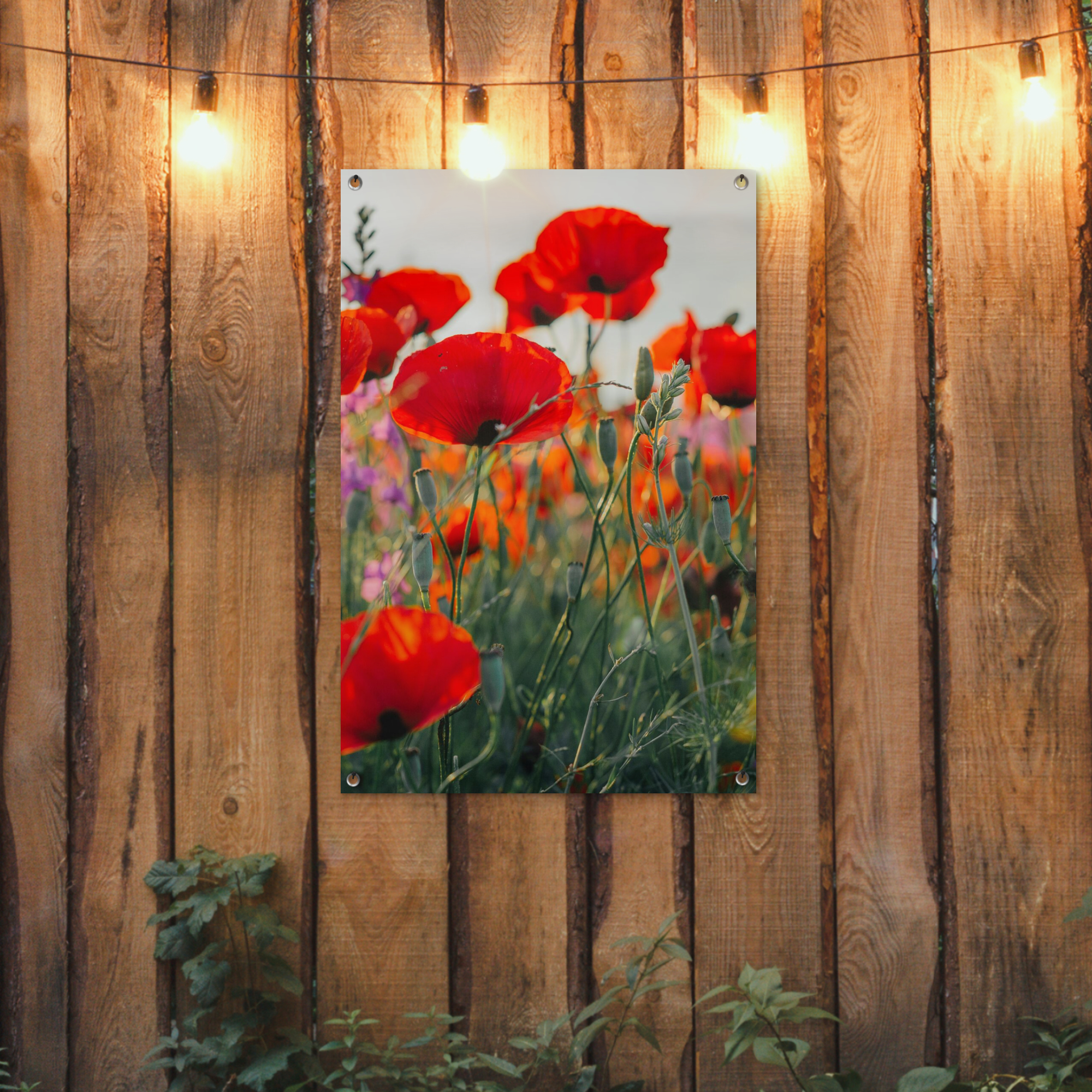 Tuinposter - Klaproos - Bloemen - Rood - Paars - Weide - Staand-2