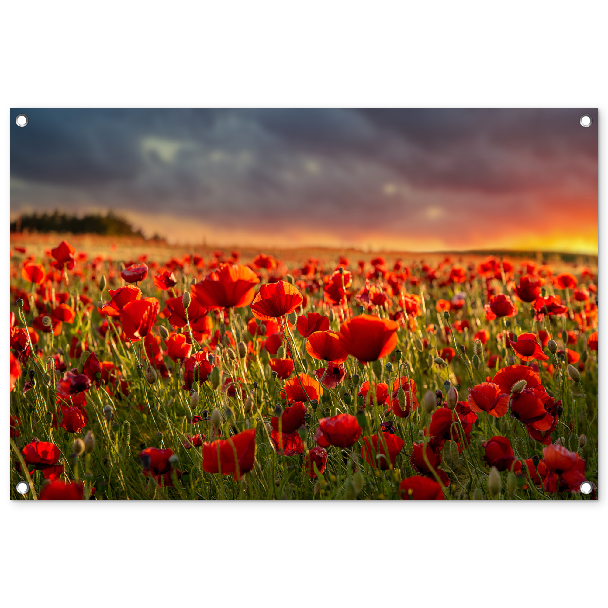 Tuinposter - Zonsondergang - Klaprozen - Rood - Bloemen - Veld - Natuur - Liggend