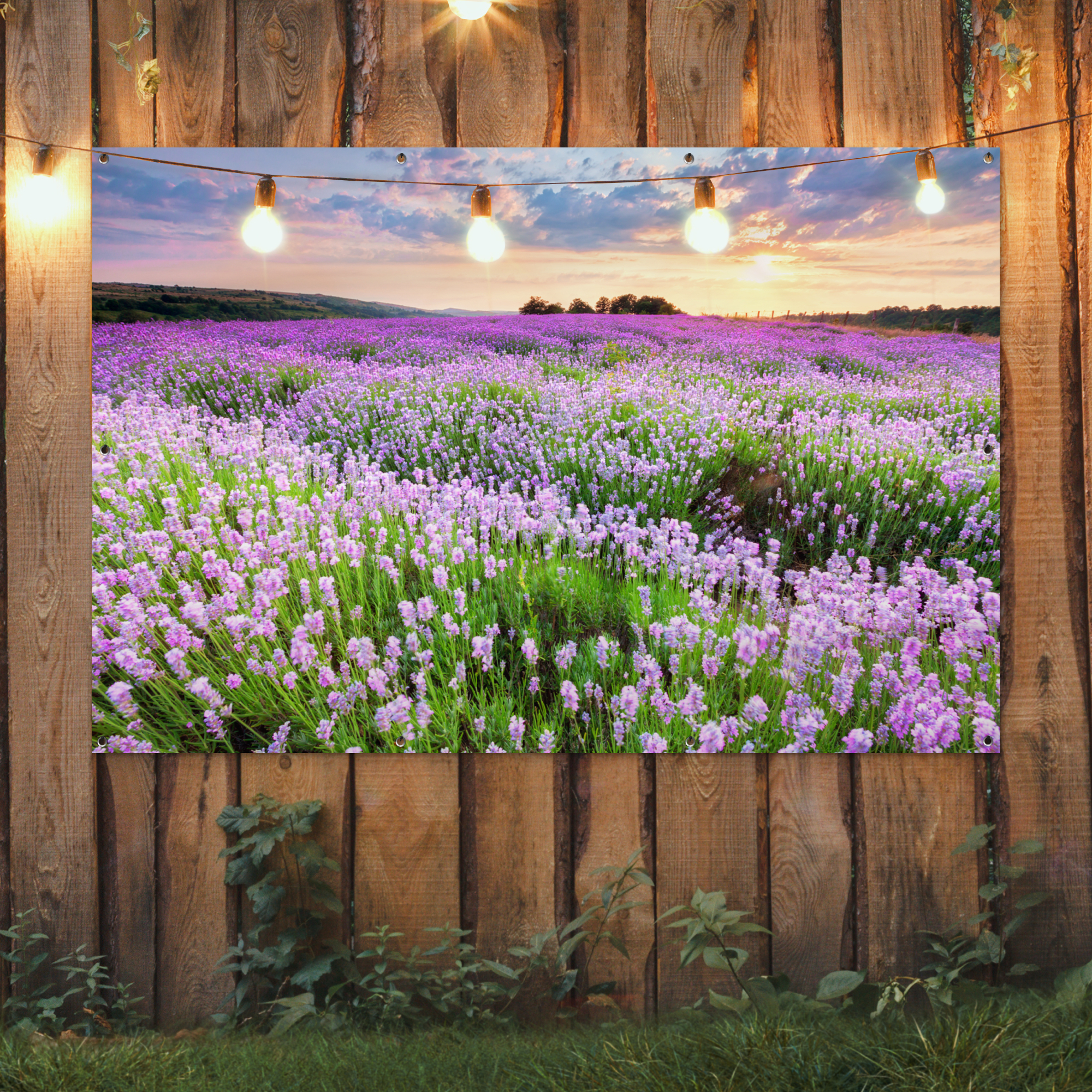 Tuinposter van een lavendelveld bij zonsondergang in de natuur
