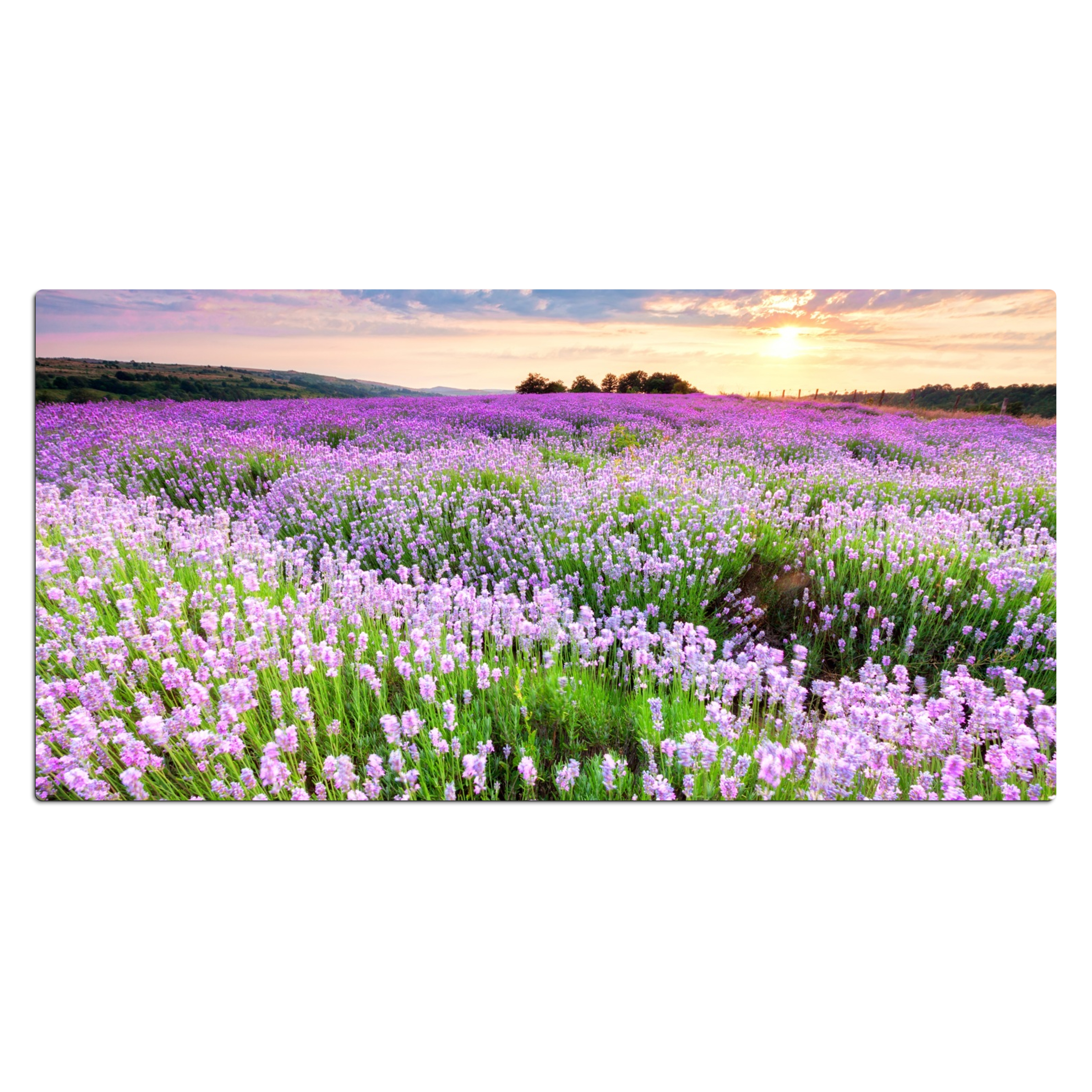 Bureau onderlegger - Lavendel - Bloemen - Zonsondergang - Paars - Weide
