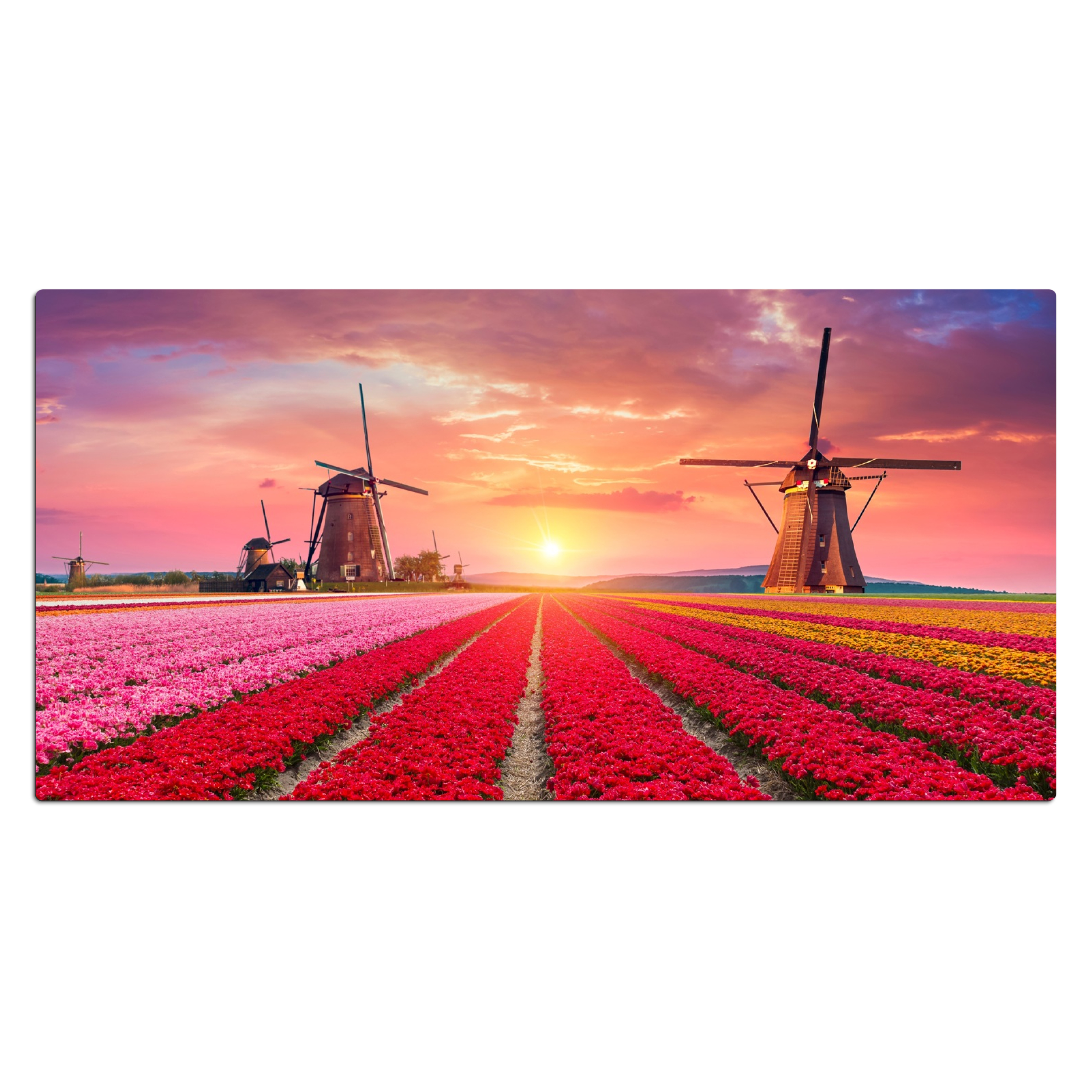 Schreibtischunterlage - Blumen - Tulpen - Blumenfeld - Mühlen - Holland