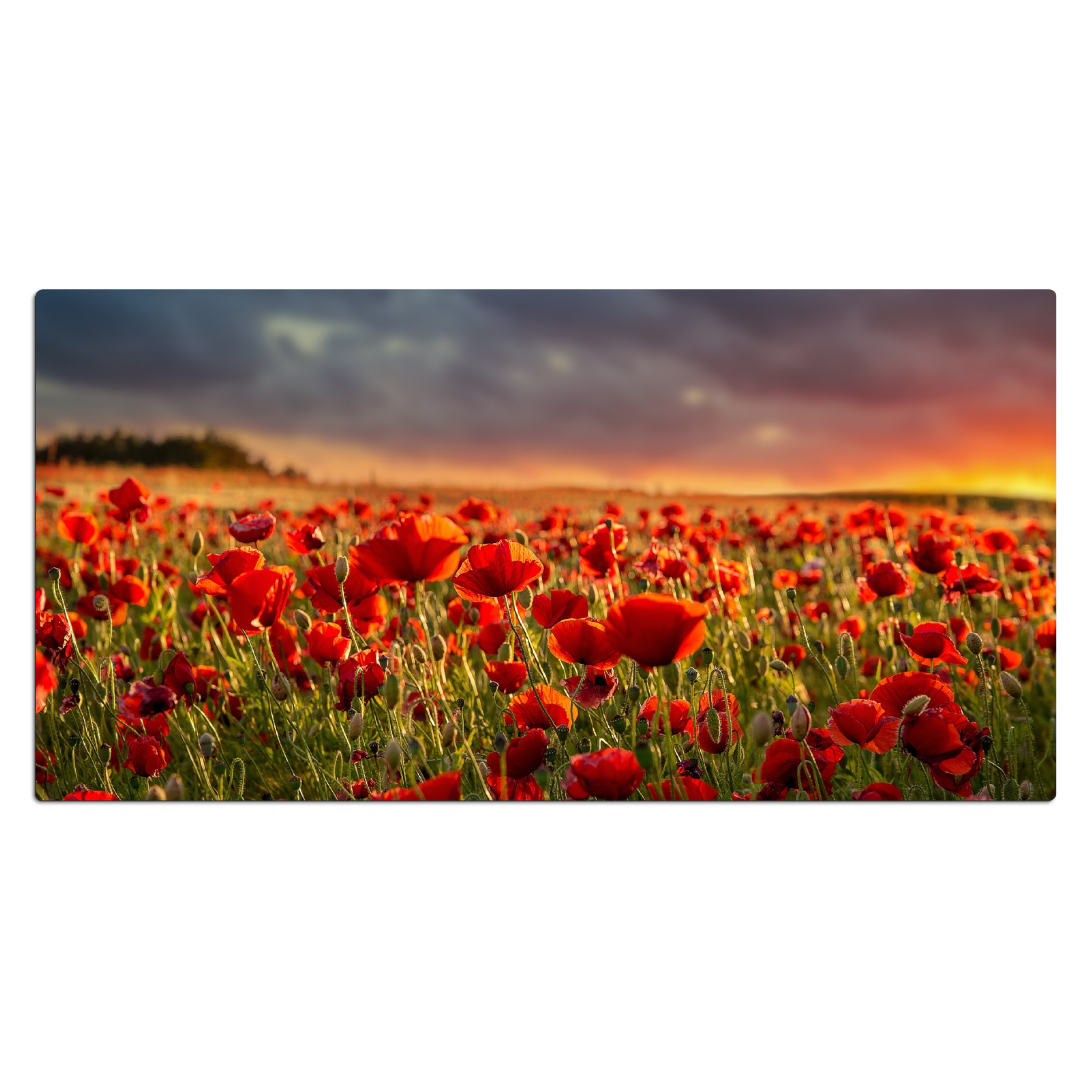Schreibtischunterlage - Sonnenuntergang - Mohnblumen - Rot - Blumen - Feld - Natur