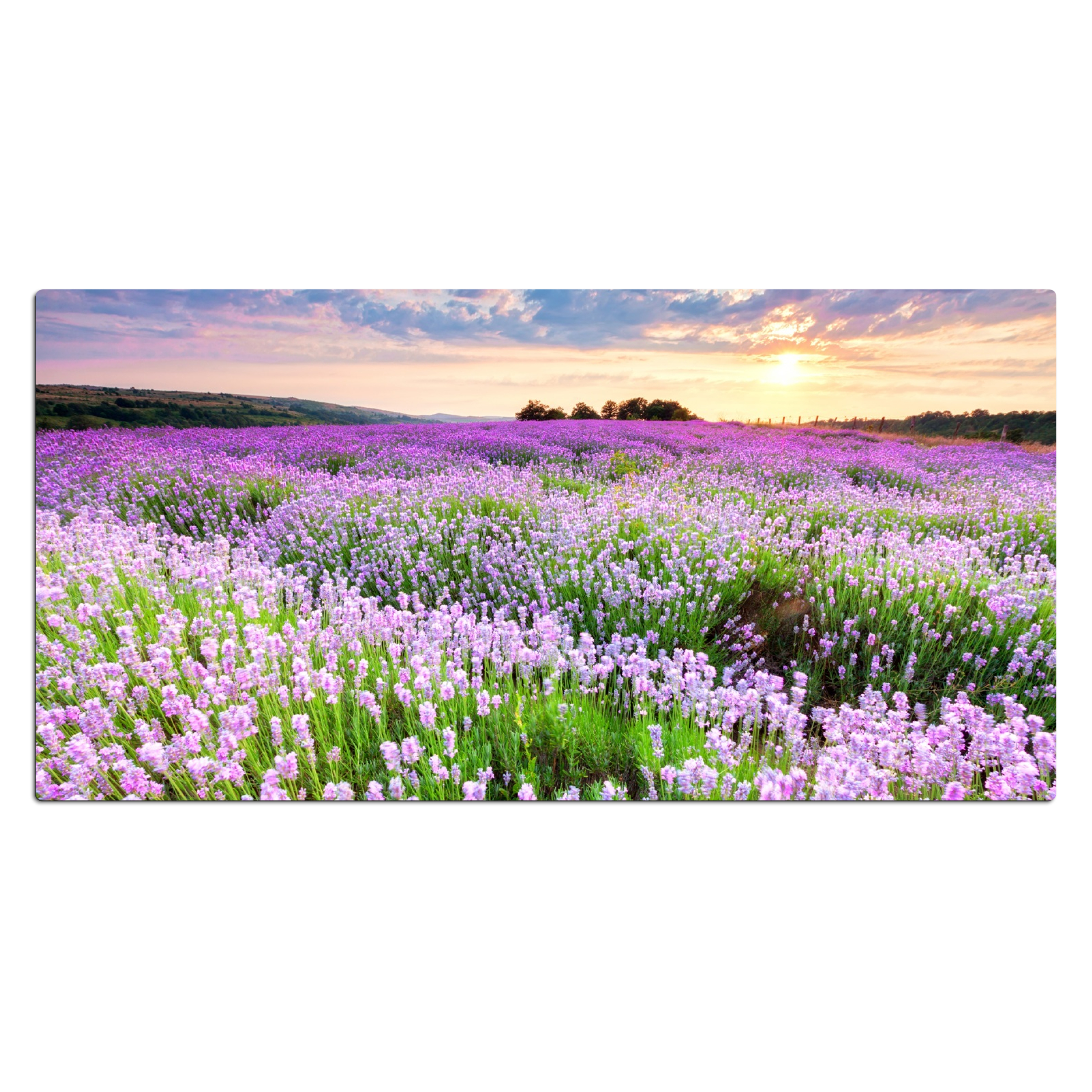 Bureau onderlegger - Bloemen - Lavendel - Paars - Lucht - Zonsondergang - Weide - Natuur