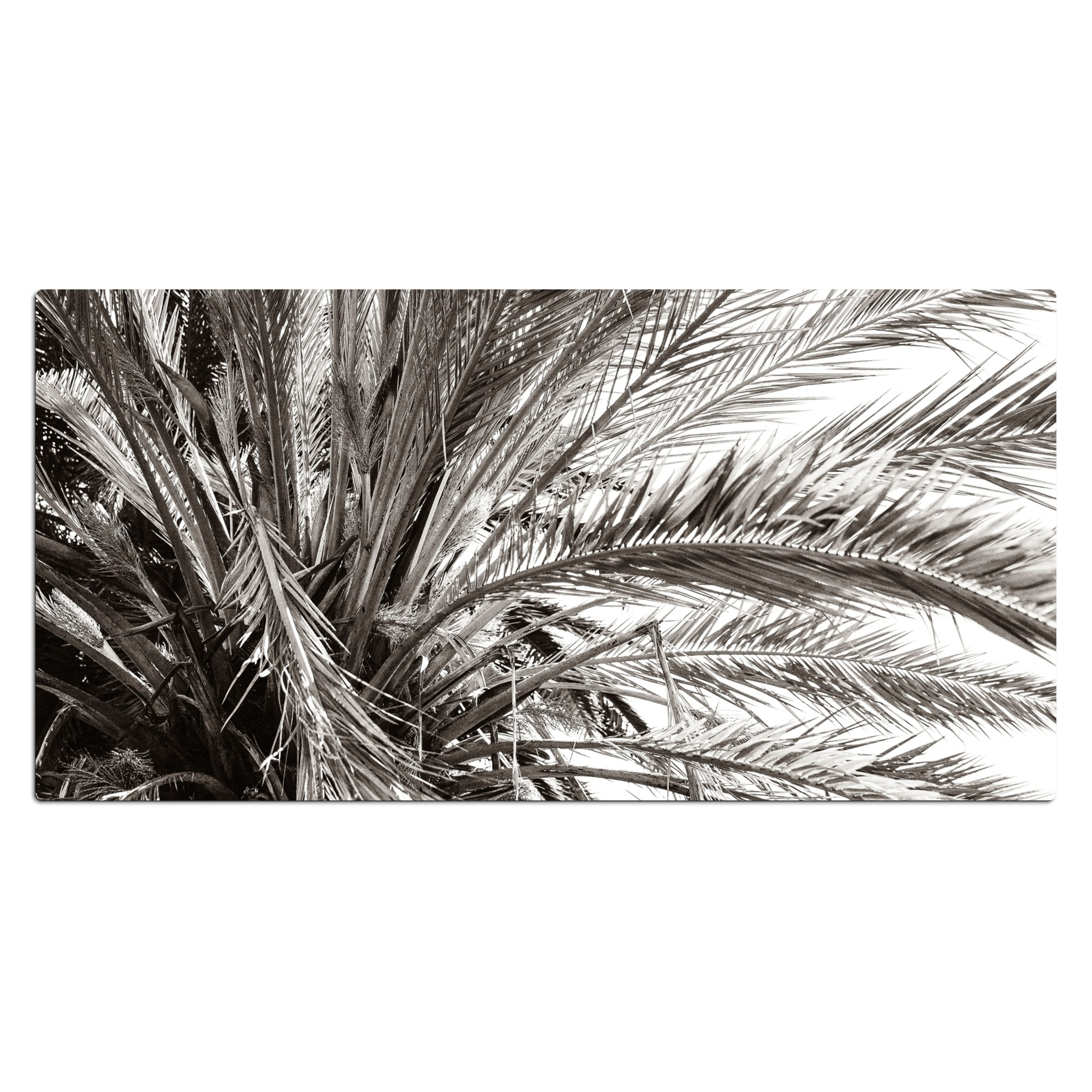 Bureau onderlegger - Palmboom - Tropisch - Zwart Wit