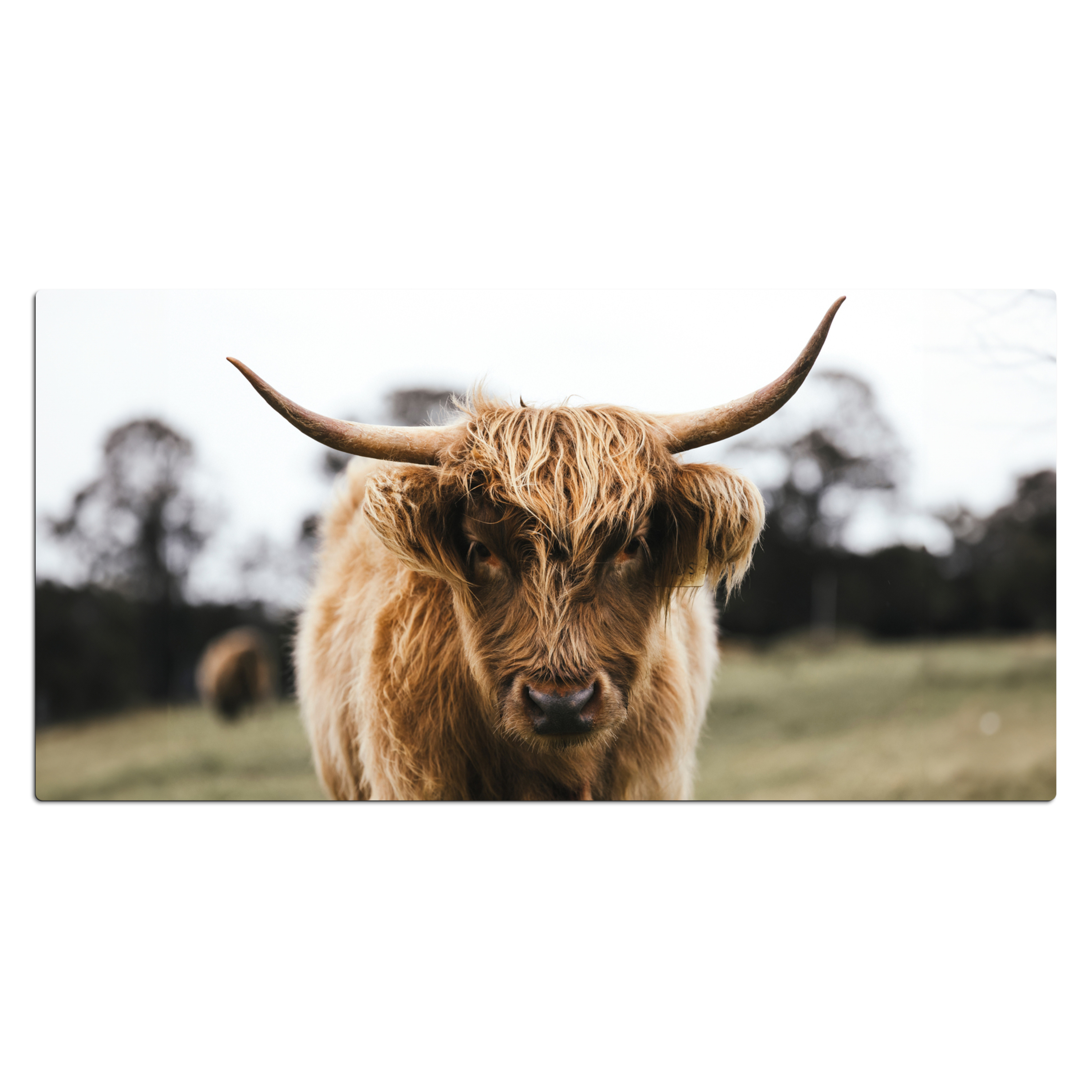 Sous main bureau - Scottish Highlander - Vache - Herbe - Animaux - Nature