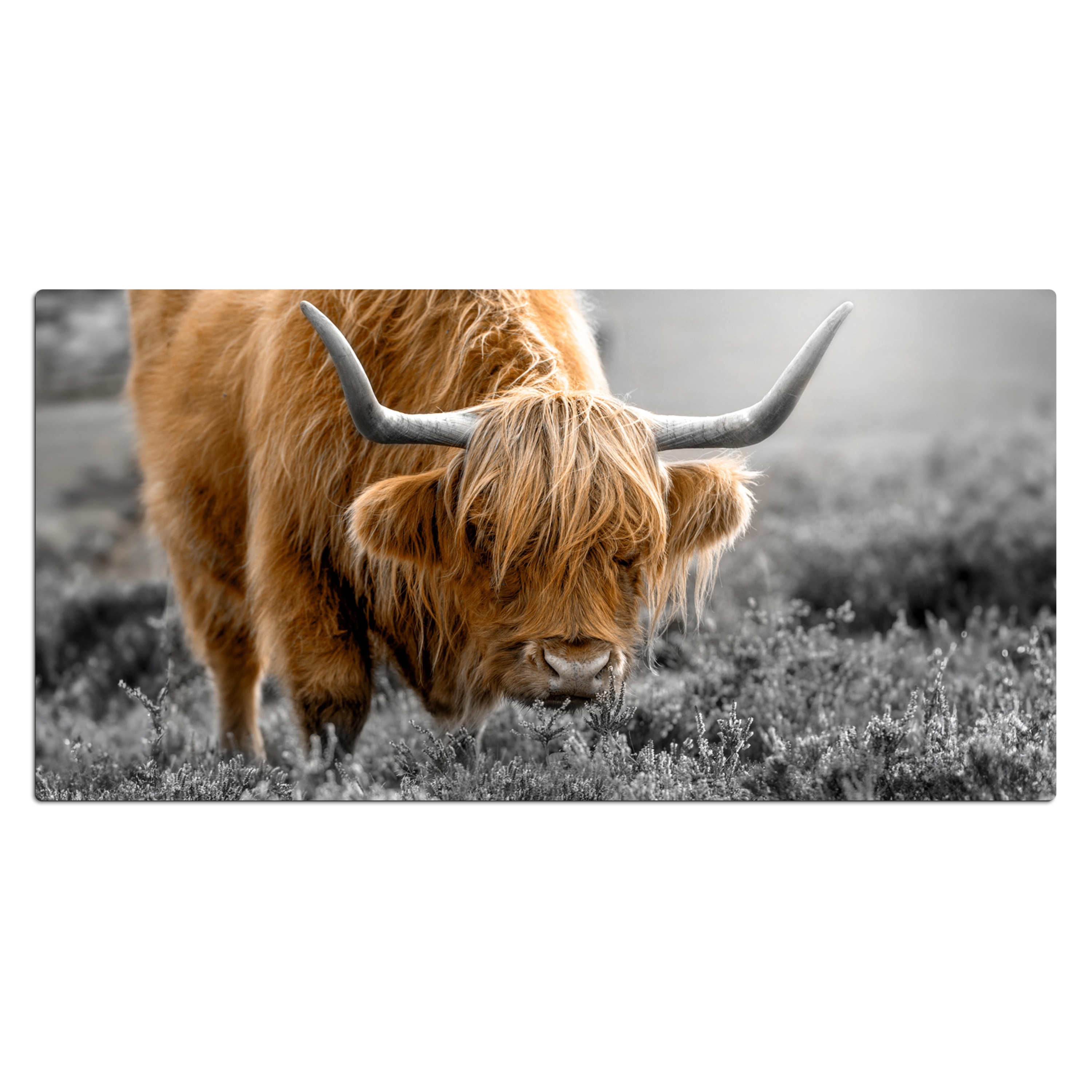 Sous main bureau - Scottish Highlander - Animaux - Marron - Vache - Noir - Blanc - Nature