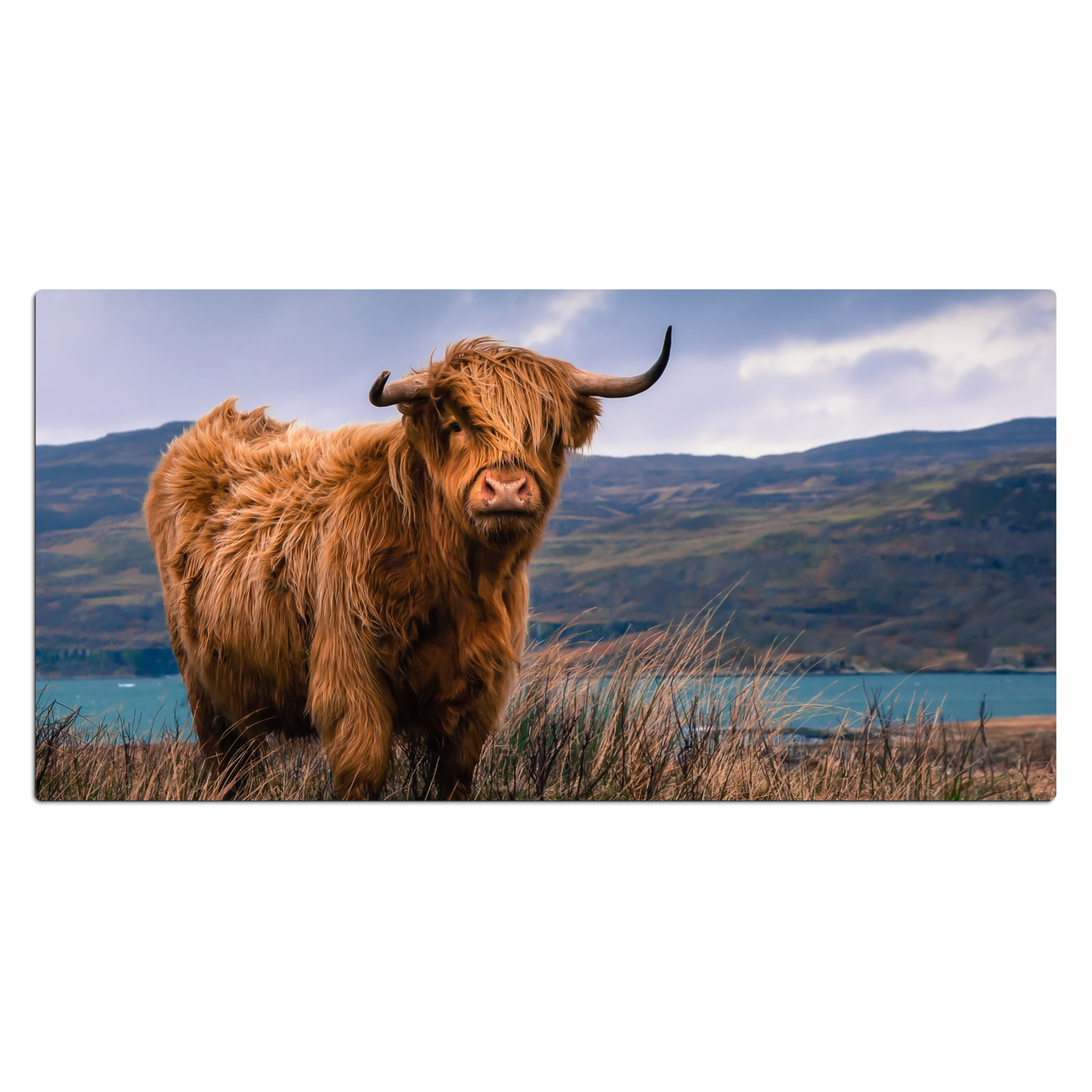 Sous main bureau - Scottish Highlander - Montagne - Eau - Nature - Vache
