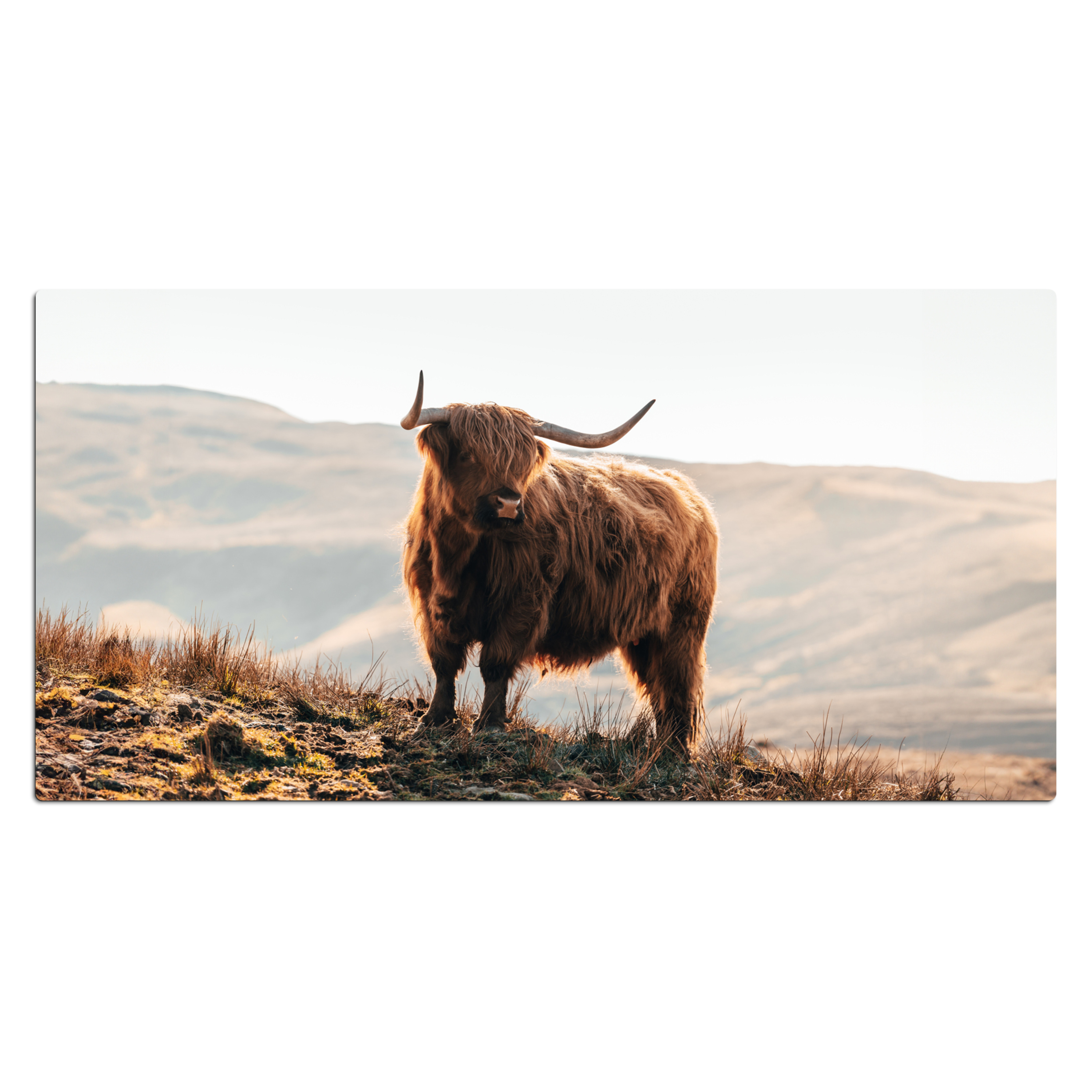 Bureau onderlegger - Schotse Hooglander - Dieren - Landelijk - Landschap - Koe - Natuur