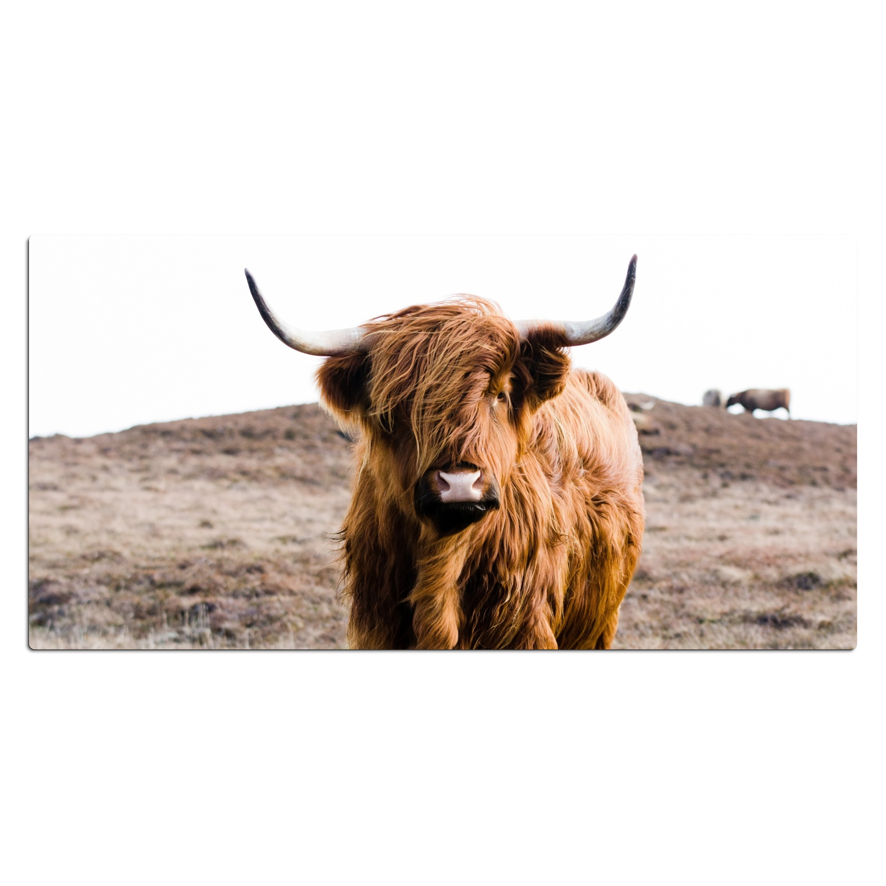 Bureau onderlegger - Schotse Hooglander - Landschap - Koe - Bruin - Dieren - Natuur