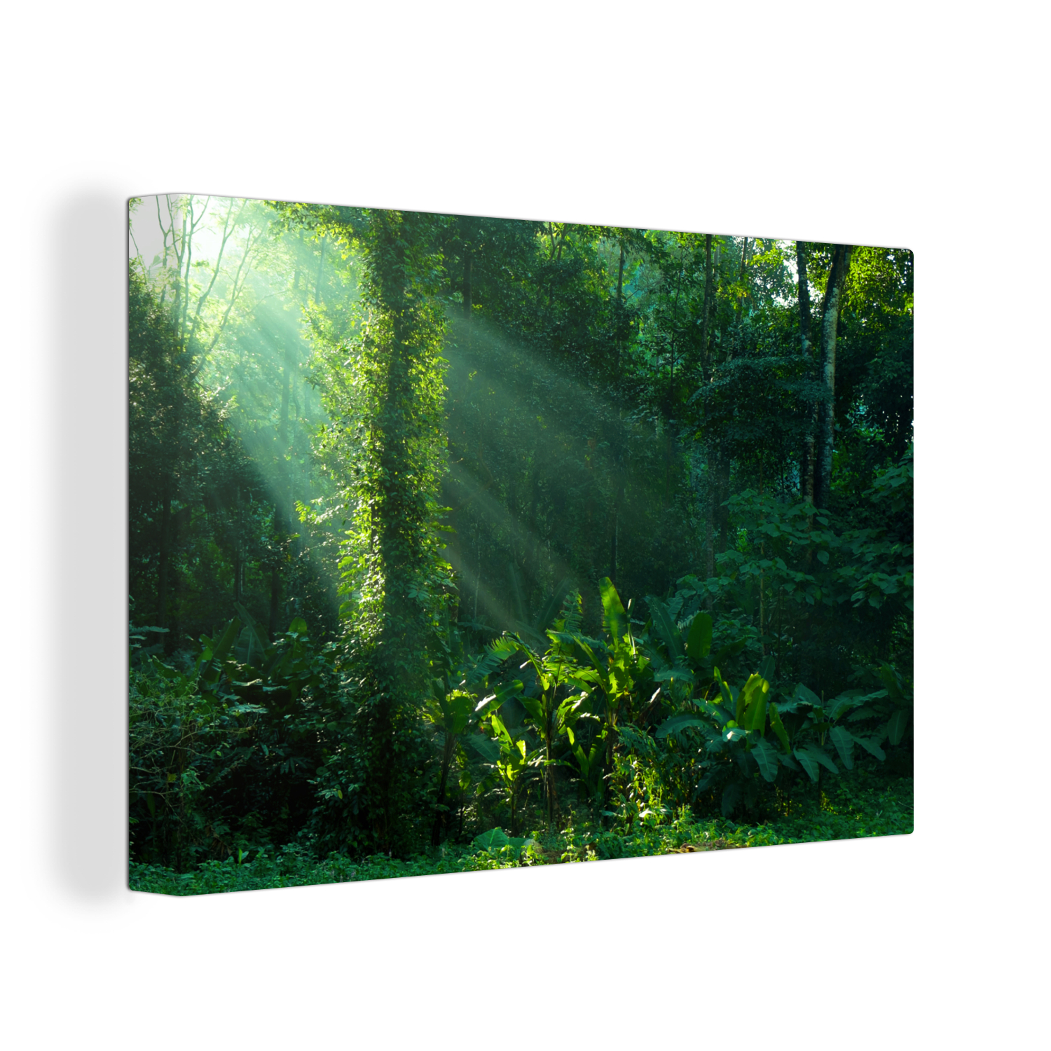Canvas schilderij - Jungle - Planten - Zon-thumbnail-1