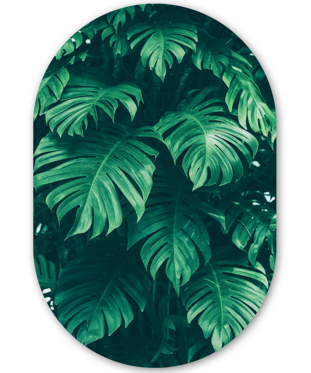 Muurovaal - Monstera - Wit - Patroon