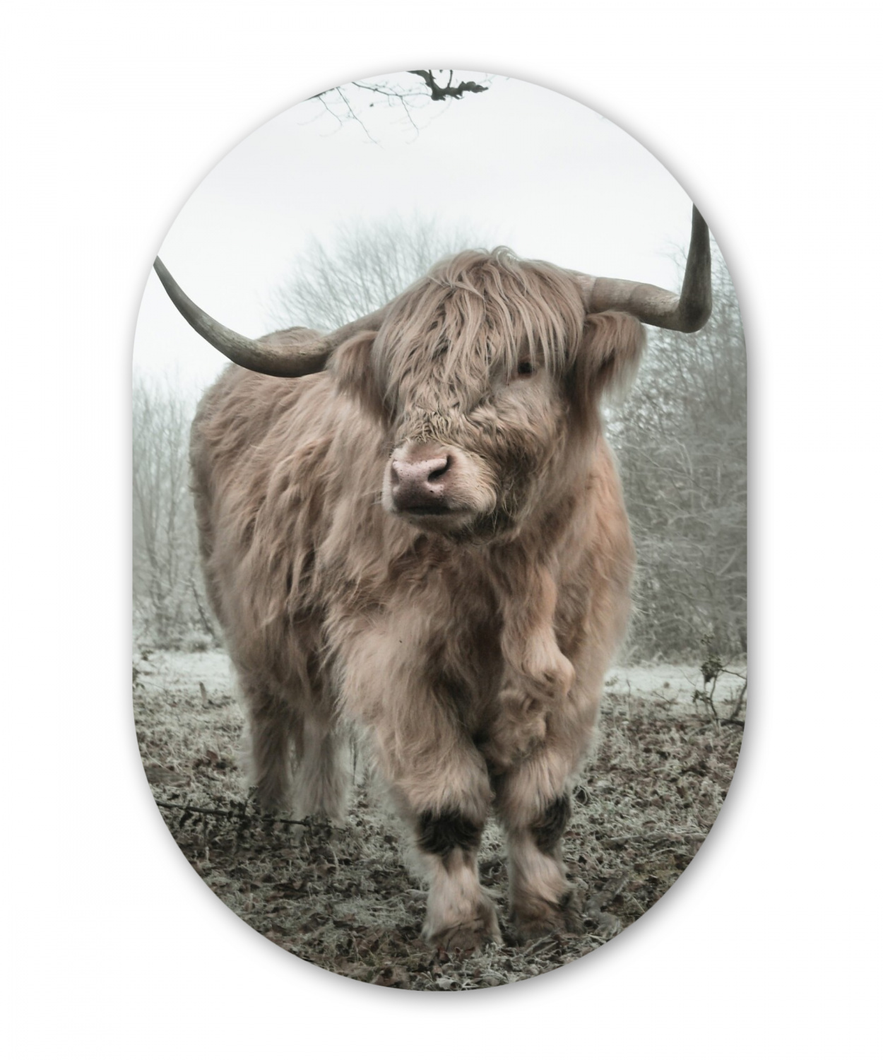 Muurovaal - Schotse hooglander - Natuur - Herfst