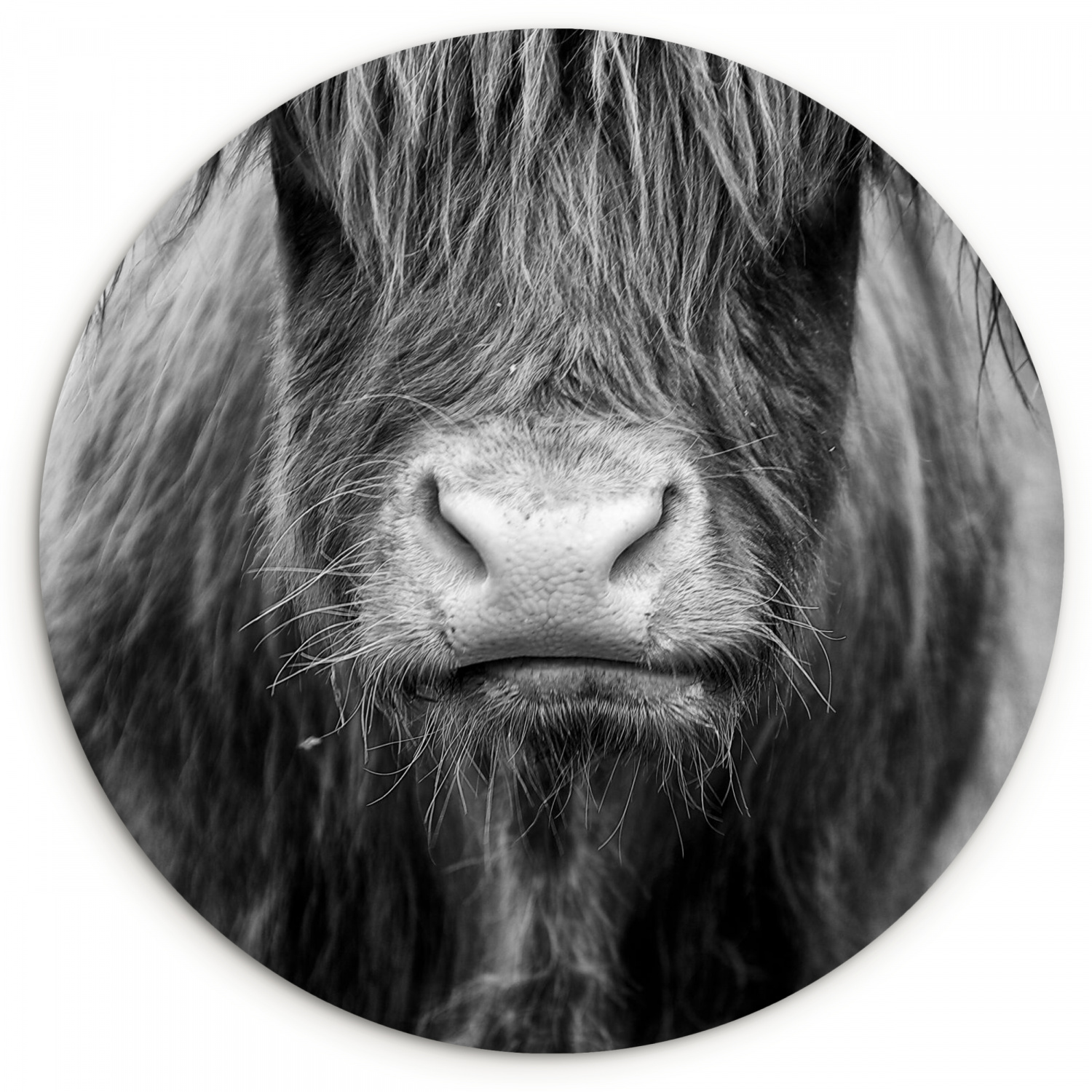 Muurcirkel - Schotse hooglander - Koe - Zwart - Wit - Dieren