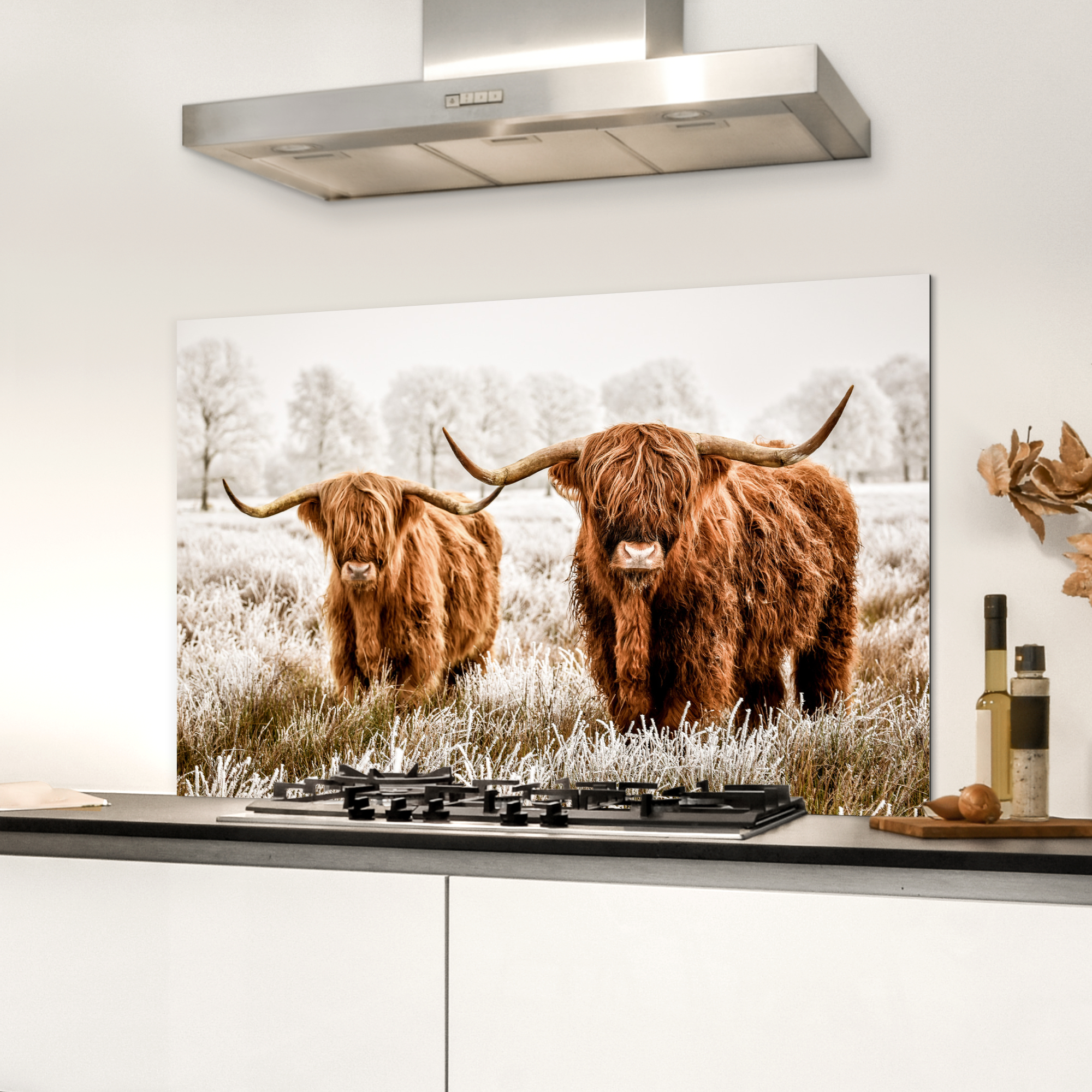 Spatscherm keuken - Schotse hooglander - Koe - Dieren-3