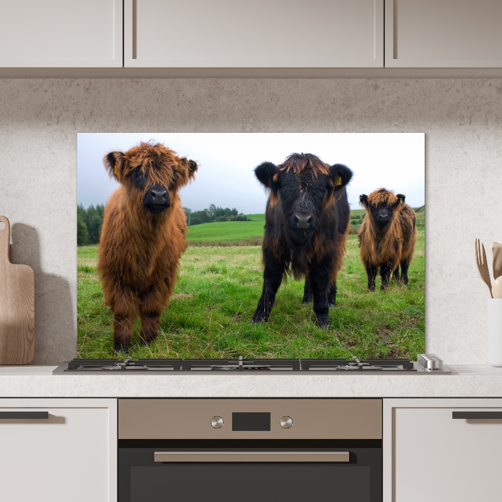 Spatscherm keuken - Schotse hooglander - Koeien - Natuur - Groen - Gras-2