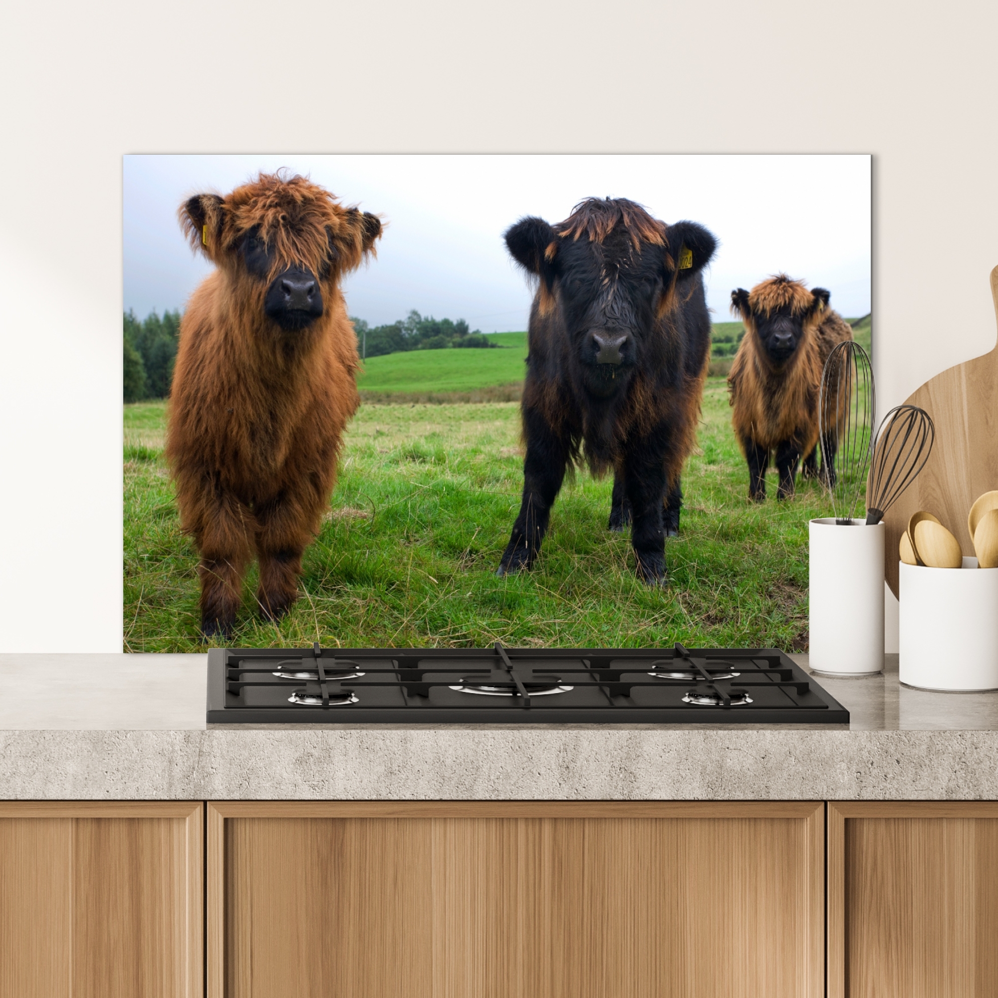 Spatscherm keuken - Schotse hooglander - Koeien - Natuur - Groen - Gras-4