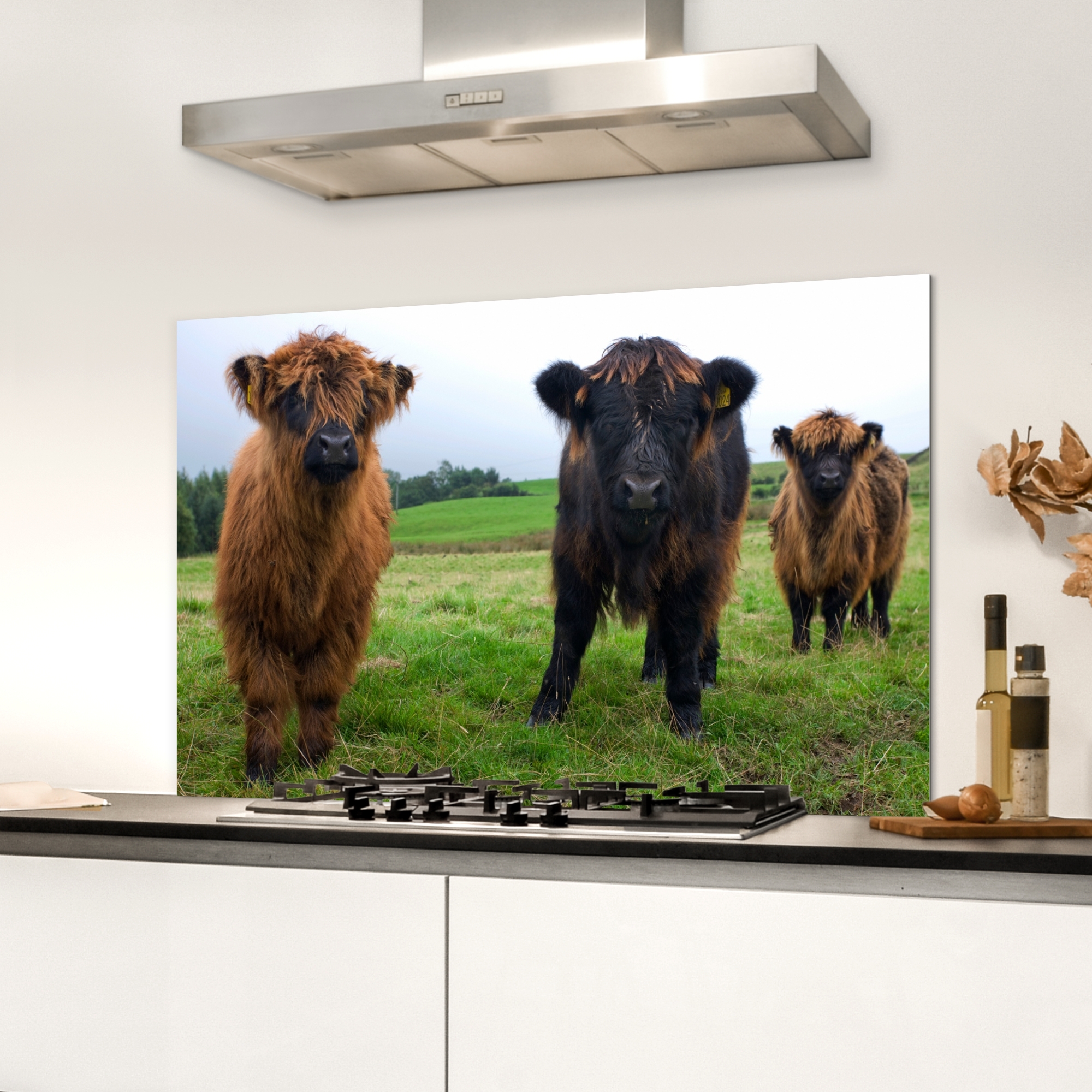 Spatscherm keuken - Schotse hooglander - Koeien - Natuur - Groen - Gras-3